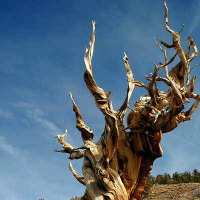 Todas As Plantas Têm Nome