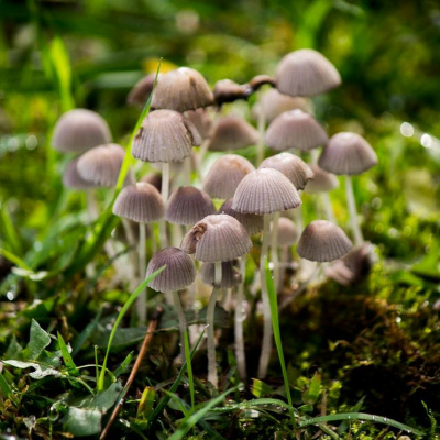 Todas As Plantas Têm Nome