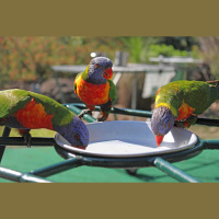 Bird Flu Threat to Backyard Feeding