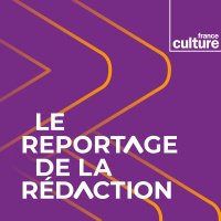 La Réunion à la rescousse des pétrels de Barau, oiseaux marins menacés d’extinction