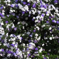 Fala de amor para mim.