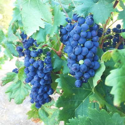 Alexandre Costas Posts