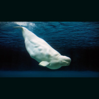 How human noise affects ocean habitats | Kate Stafford