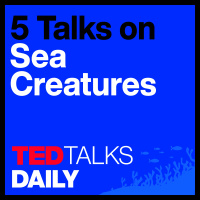 The Mystery of Sea Creatures (5/5): The fantastically weird world of photosynthetic sea slugs | Michael Middlebrooks 