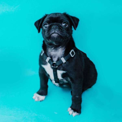 Carioca Connection. Brazilian Portuguese Conversation.