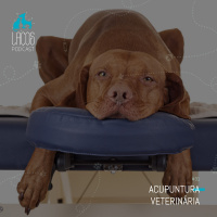 #31: Acupuntura Veterinária