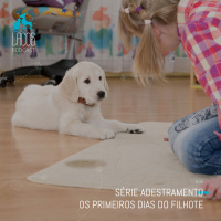 #36: Série Adestramento - Os Primeiros Dias Do Filhote