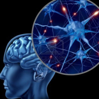 44- La neurociencia cognitiva