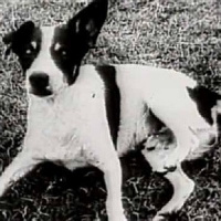 Biriba é considerado um dos três cachorros mais significativos da história