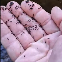 Moradores do Rio usam calça, meia e casaco para escapar dos mosquitos borrachudos