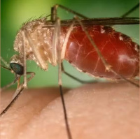 Repelente não protege contra mosquito da febre Oropouche especialista explica