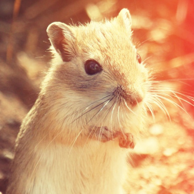 Experimentos Sonoros