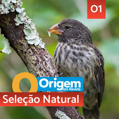 Origem Em Revista Podcast