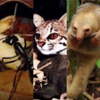 Os Menores Bichos Do Brasil