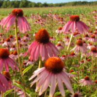 Episode 4: Native Pollinators + Foreign Utensils