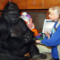 Você conhece a história do Gorila KoKo, o bicho mais inteligente do mundo? 