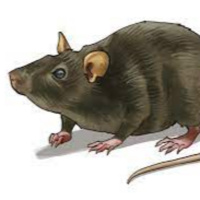 Não tenha medo de ratos