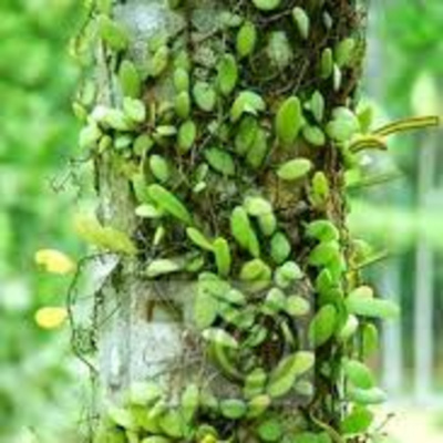 Rabino Avraham Stiefelmann