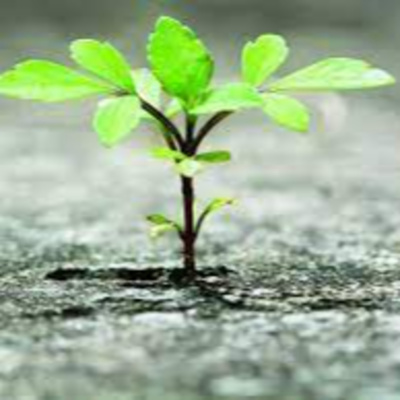 Rabino Avraham Stiefelmann