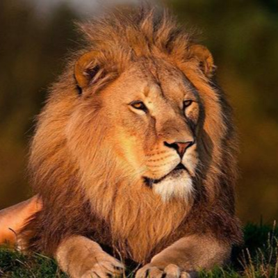 Rabino Avraham Stiefelmann