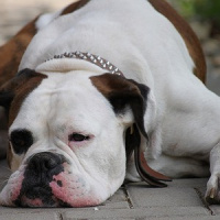 Quer dicas para economizar nos gastos com os animais de estimação? Ouça o economista Samy Dana!