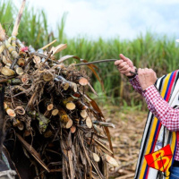 Especial JURAUERJ 2025 - A luta pela Reforma Agrária na Colômbia