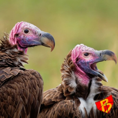 Central3 Podcasts - Lado B Do Rio