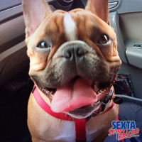 Os cachorros nossos de cada dia – SSE 030