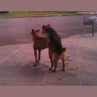 Podcast Colonews | Ep. 13