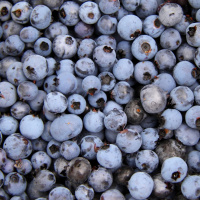 Medical Medium 28-Day Cleanse - Radio Show Archive