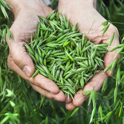 Medical Medium Podcast