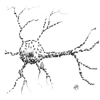 #072 – Formigas e cérebro: cognição coletiva.