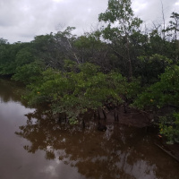 A discussão envolvendo a revogação de resoluções do Conama