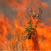 Bolsonaro transformou um acontecimento sazonal em uma crise internacional