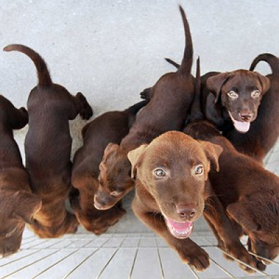 Viva A Língua Brasileira - Sérgio Rodrigues