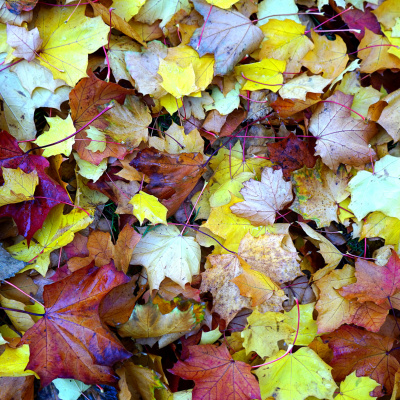 De Saco Cheio E Mau Humor