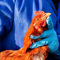 Gripe aviária: novo caso suspeito é investigado no RS Fávaro fala em indícios de que Brasil conseguiu conter doença