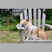 #17 Motivação: que isso?