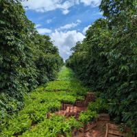 Coffee Farm