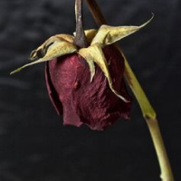 Sobre morte, luto e abutres.