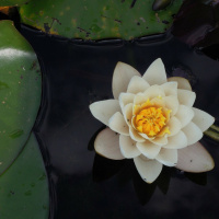 #53: Meditation - Liebende Güte für uns selbst