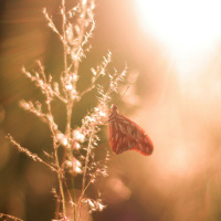 SoulFood Sunday Prayer #7