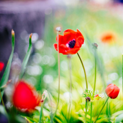 Soulfood Journey - Lerne Deine Essstörung Verstehen  Lieben