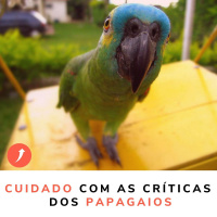 Cuidado com as críticas dos papagaios!