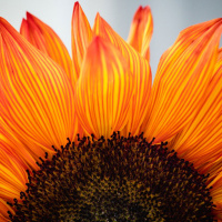 Duplamente #036 - Um papo sobre gratidão