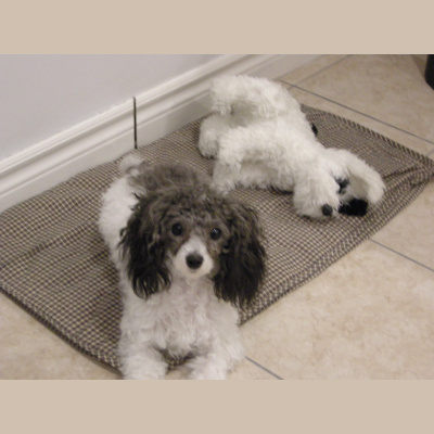 Casting Couch Comedy Podcast With Comedian Sk Humor