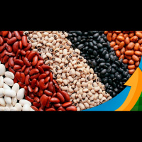 Demanda por feijão abaixo do normal , mesmo após quedas recentes nos preços em abril