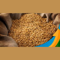 Clima adverso na América do Sul dá fôlego à nova rodada de alta para a soja em Chicago momento é para vendas, diz analista