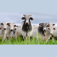 Mercado do boi encerra outubro com arroba estável e deve continuar assim em novembro. É hora de pensar na reposição do rebanho?