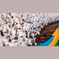 Colheita de algodão na Bahia avança e atinge 27% da área plantada expectativa para uma produção de 600 mil toneladas nesta safra